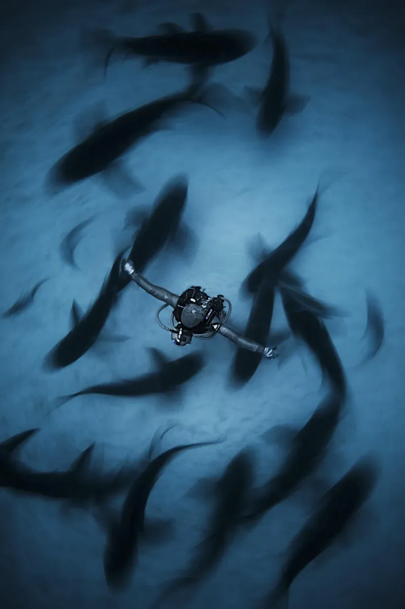 Shark Dancer, Open Water